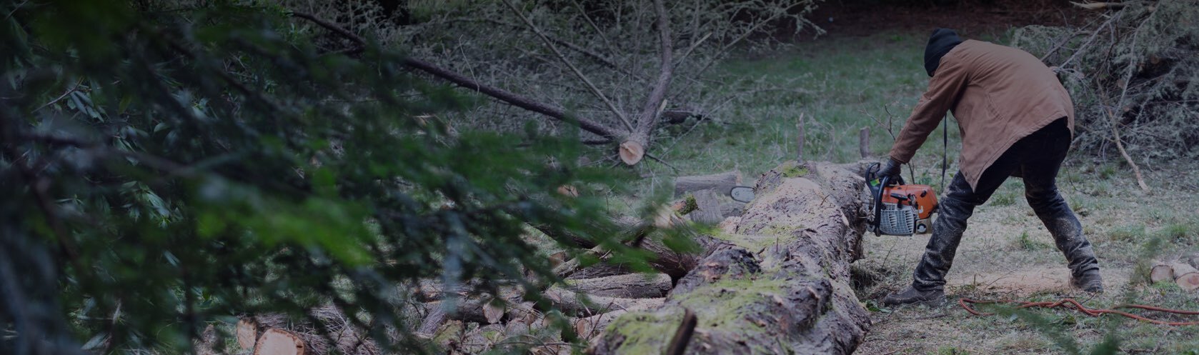 Top-rated tree pruning pros.